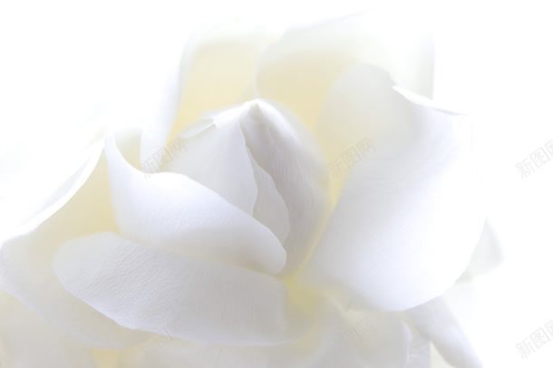 简洁干净白色花朵jpg设计背景_新图网 https://ixintu.com 干净 白色 简洁 花朵