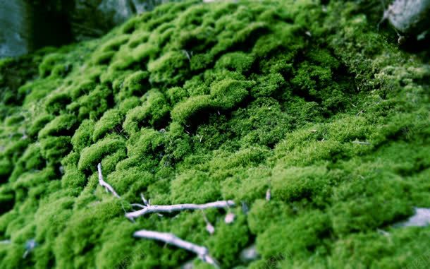 绿色苔藓摄影室外jpg_新图网 https://ixintu.com 室外 微观植物 摄影 绿色 苔藓