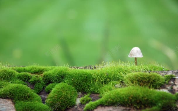草地绿色蘑菇植物背景