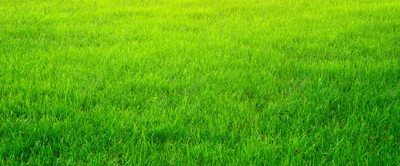 绿色草坪比较背景