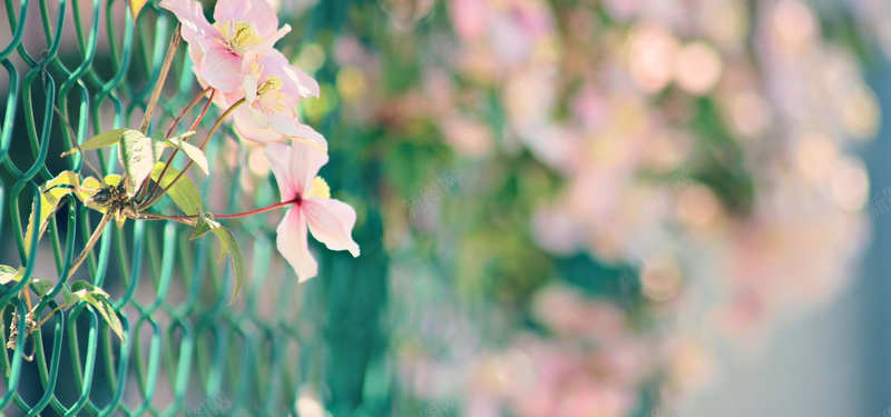 文艺篱笆花朵背景背景