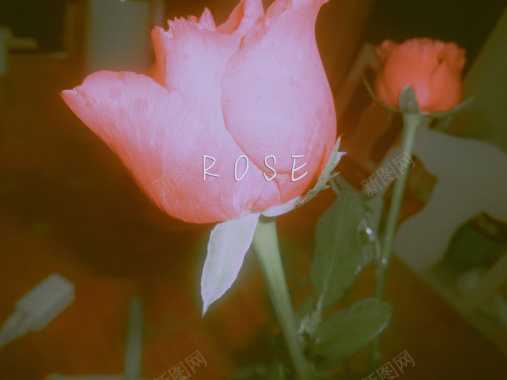 玫瑰花摄影作品4摄影图片