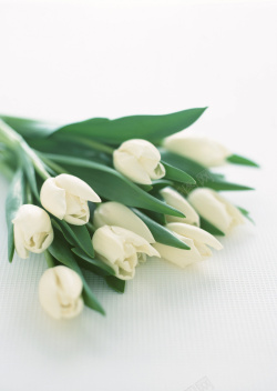 鲜花订购白玫瑰鲜花速递鲜花订购背景高清图片