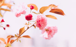 樱之魂唯美清新简约春天樱花背景图之八高清图片