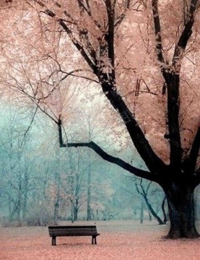 樱花树下浪漫唯美背景图摄影图片