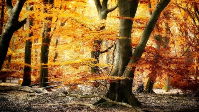 秋天黄色树林摄影背景摄影图片