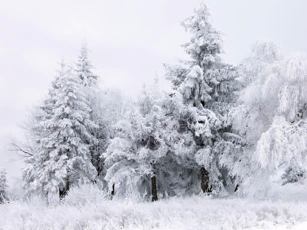 被雪覆盖的森林jpg设计背景_新图网 https://ixintu.com 森林 素材 覆盖