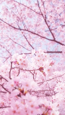 粉色樱花风景H5背景背景