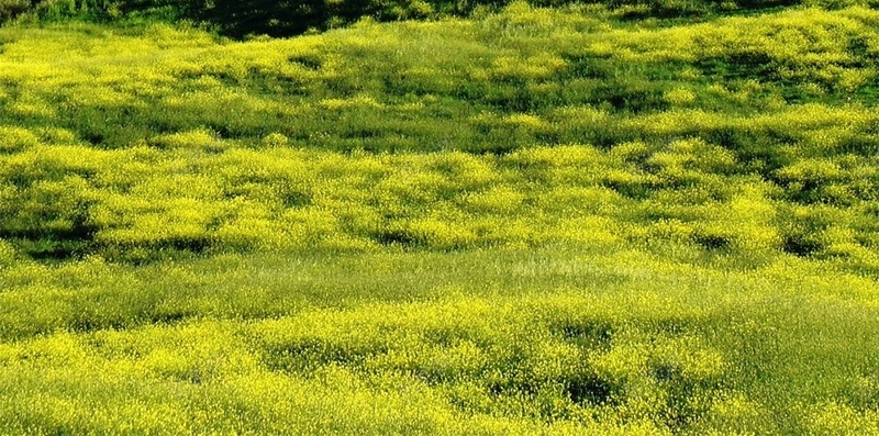 蓝天白云山峰草原H5背景jpg设计背景_新图网 https://ixintu.com H5 h5 小清新 山峰 文艺 春天 清新 白云 简约 草原 蓝天 风景