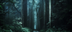 幽静的绿色文艺森林系背景高清图片