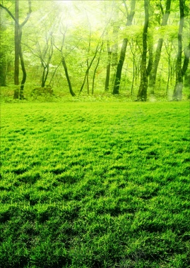 风景绿色树草背景摄影图片