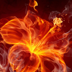 燃烧的花朵火焰花朵炫酷海报背景高清图片