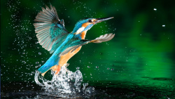 清晰优雅水中小鸟高清图片