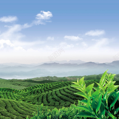 茶叶茶山背景元素海报背景