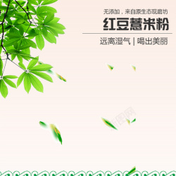 红豆树叶清新红豆薏米粉背景图高清图片