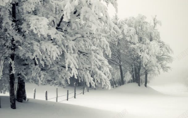 白色冬日雪地大树背景