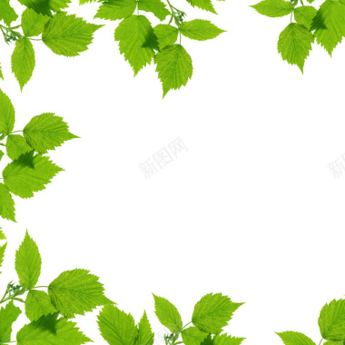 绿色树叶纹路淘宝主图背景元素背景