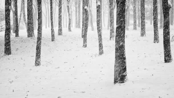 冬季的树林雪景海报背景背景