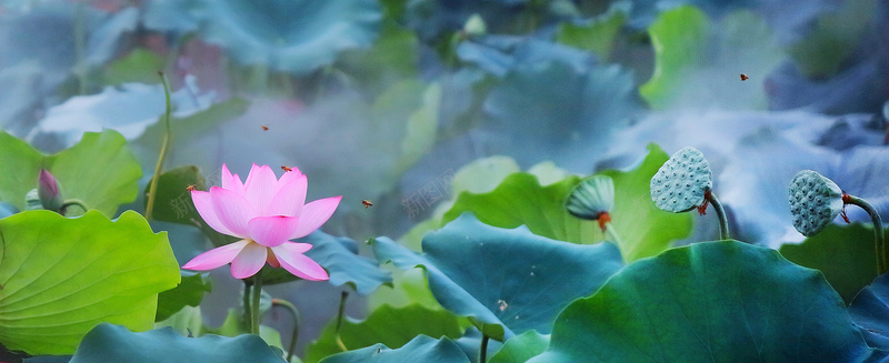 一只荷花夏天大暑摄影荷花池塘绿色背景摄影图片