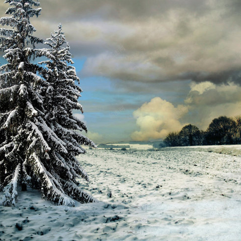 简约冬季风景背景图jpg_新图网 https://ixintu.com 主图 冬季 摄影 松树 简约 雪地 风景