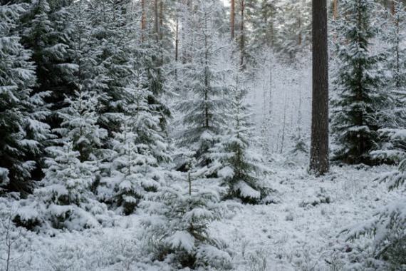 白色树林里的雪花背景