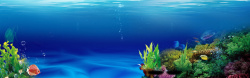 清新海草海底世界背景高清图片