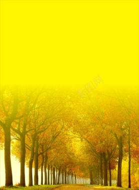 风景黄色树背景摄影图片