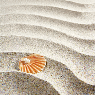 沙滩贝壳背景背景