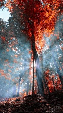 秋天围巾红叶林背景摄影图片