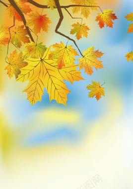 秋天树叶黄背景矢量图摄影图片
