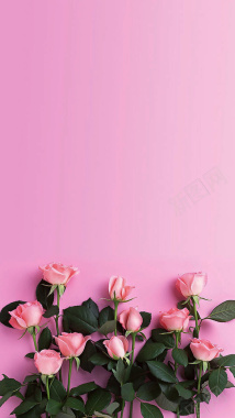 粉色玫瑰花H5背景背景