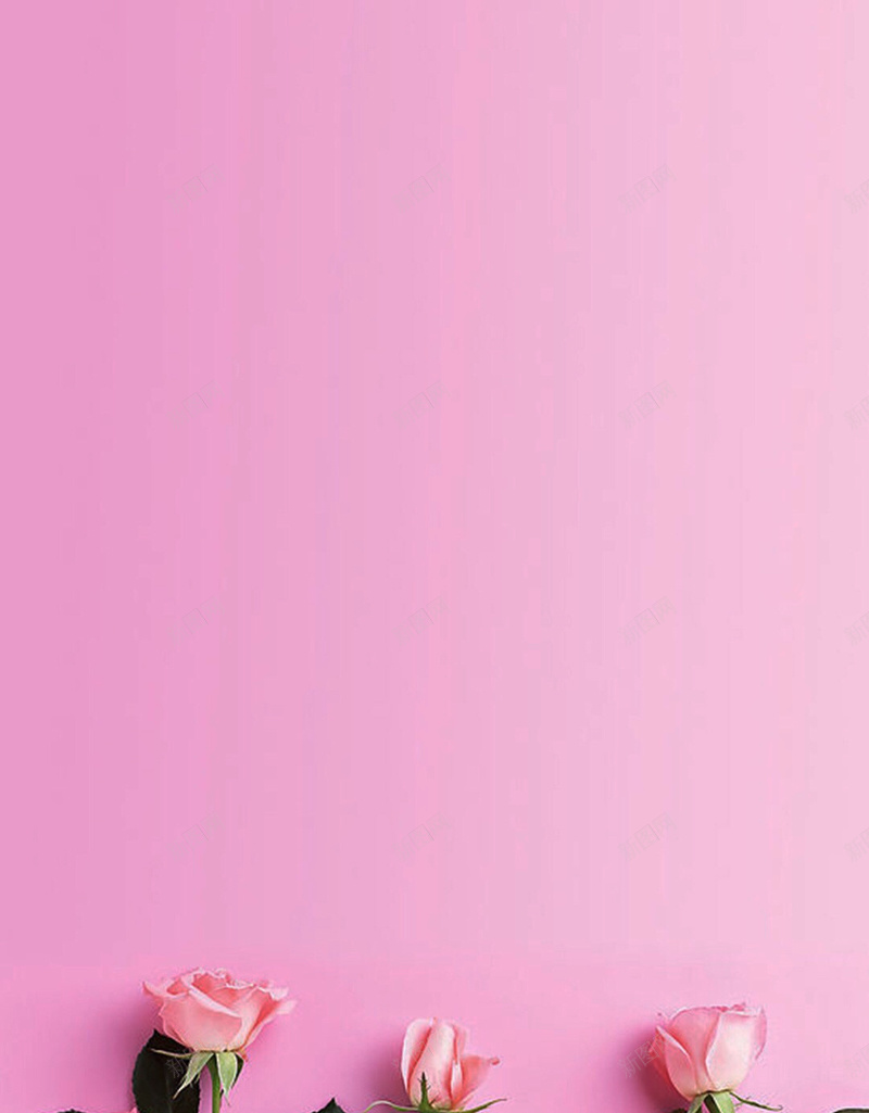 粉色玫瑰花H5背景jpg设计背景_新图网 https://ixintu.com H5背景 唯美 小清新 文艺 植物 浪漫 玫瑰花 玫瑰花背景 简约 粉色 粉色玫瑰