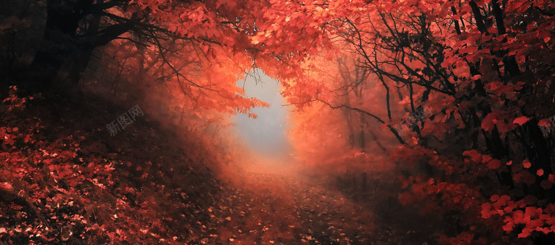 冬女装红色背景秋季红枫叶林背景摄影图片