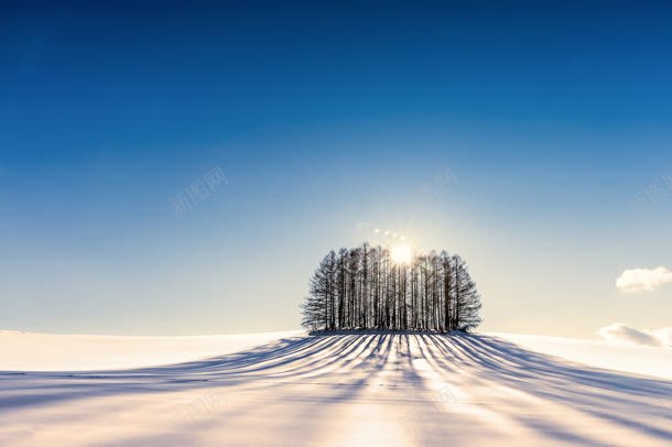 雪地里孤独的树林海报背景jpg设计背景_新图网 https://ixintu.com 孤独 树林 海报 背景 雪地