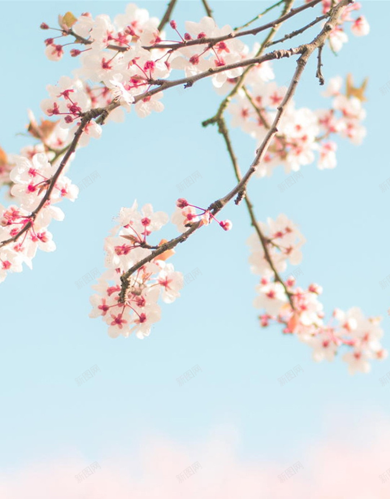 樱花花海粉红背景jpg设计背景_新图网 https://ixintu.com 小清新 文艺 樱花 简约 粉红 背景 花海