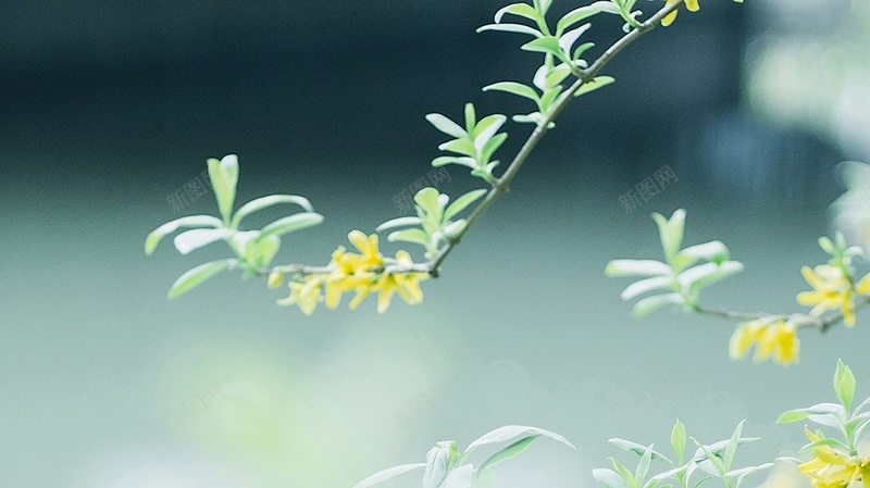 小清新花草背景摄影摄影图片免费下载 图片7xjvjvjkv 新图网 小清新花草背景摄影摄影图片免费下载 图片7xjvjvjkv 新图网