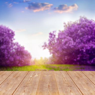 紫色薰衣草背景摄影图片