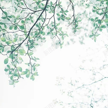 手绘树枝叶子白色背景背景