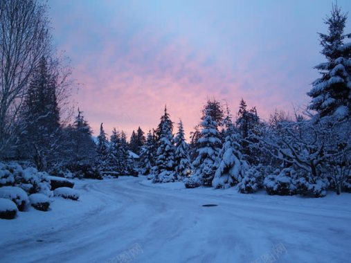 雪后的森林美丽漂亮背景