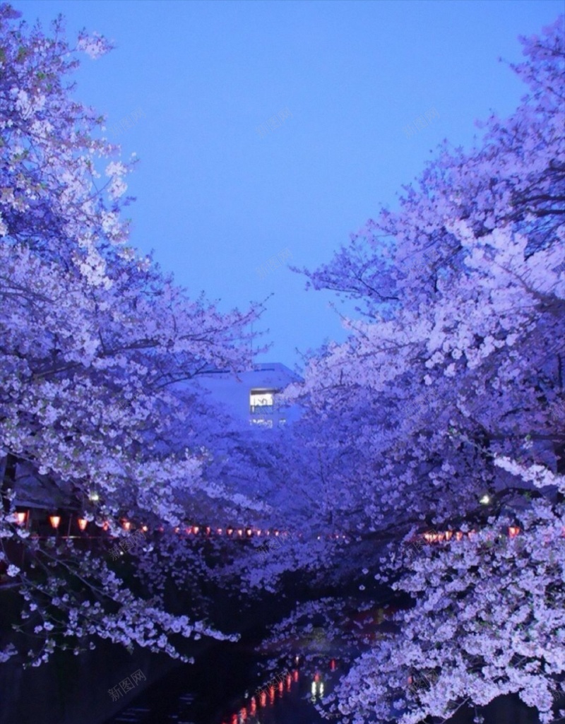 夜景梦幻樱花H5背景jpg设计背景_新图网 https://ixintu.com H5 h5 唯美 夜景 小清新 文艺 梦幻 樱花 灯光 简约 紫色 风景