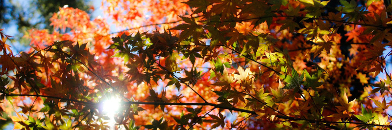 秋季落叶风景摄影39jpg_新图网 https://ixintu.com 摄影 秋季 落叶 风景
