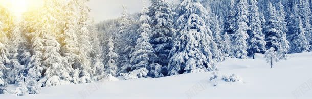 雪景背景jpg设计背景_新图网 https://ixintu.com 日光 服装海报 松树 雪景