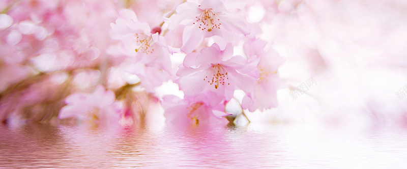 樱花矢量摄影樱花鲜花背景摄影图片