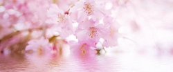 鲜艳美丽摄影樱花鲜花背景高清图片