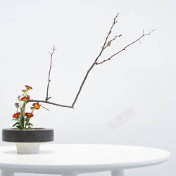 纯色桌子桌子上的盆栽背景图高清图片