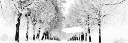 雪景街道街道树林雪景高清图片