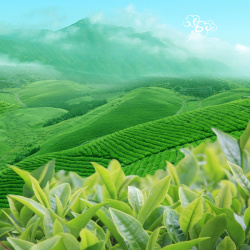 茶多酚春茶节茶叶茶具绿色PSD分层主图背景高清图片