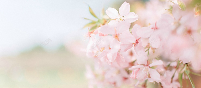 日系唯美樱花背景摄影图片
