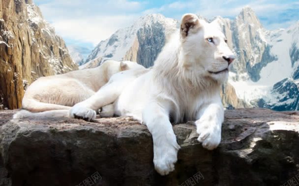 雪山下的大白老虎背景