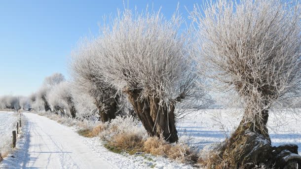 大雪覆盖场景大树jpg设计背景_新图网 https://ixintu.com 场景 大树 大雪 覆盖